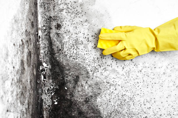 Biohazard Mold Removal in Oakland, MD