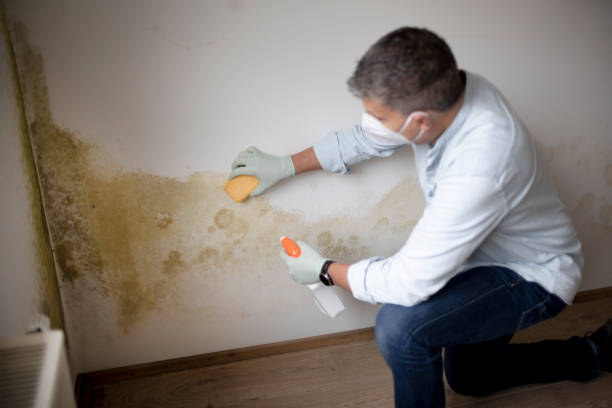 Best Residential Mold Inspection & Testing  in Oakland, MD
