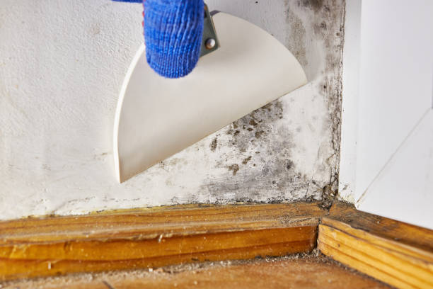 Best Environmental Consulting for Mold Prevention  in Oakland, MD