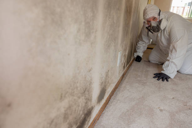 Best Comprehensive Air Testing for Mold Contaminants  in Oakland, MD